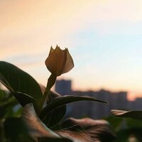 Малия Лавантийская