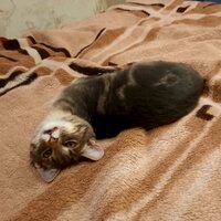 Алла