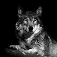 Волчица Злобная