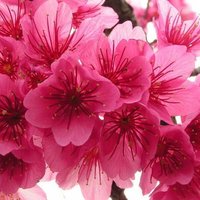 Анна Алексейчук