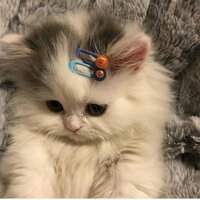 Лиза Солодовникова