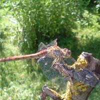 Юлия Семенова