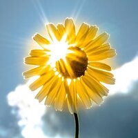 Светлана Чернова