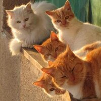 Яна Кузнецова