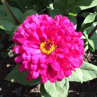 Александра