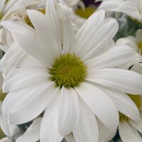 Виктория И.