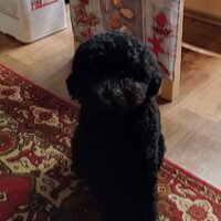 Александр Фролов