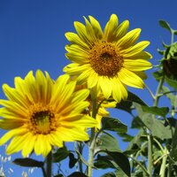 софья свигачева