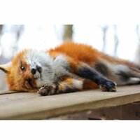 Елена Николаева