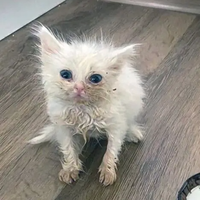 Вика Столярова