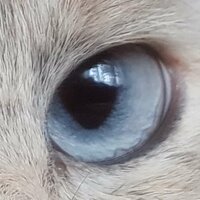 Елена Лосева