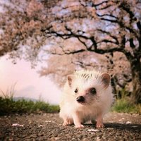 Елена Ишкинина