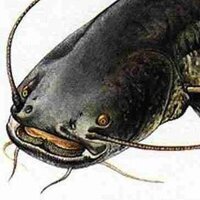 Гаргамель Шум.