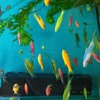 Евангелина Тюшина