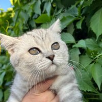 Юлия Чирикова