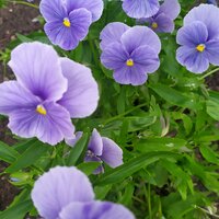 Галина Левина