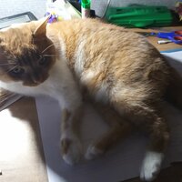 Рыжий Виктор