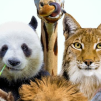 Светлана Прошина