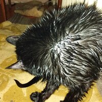 Юлия Сергеева