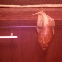 татьяна агаркова