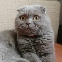 Марина Корнилова