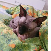 Егор Цыгановский