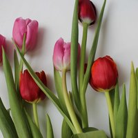 Настя Данилова