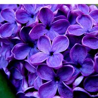 Ольга Кузнецова