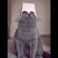 Александра Молокотина