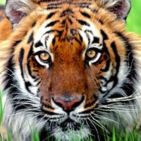 Дмитрий Кузнецов