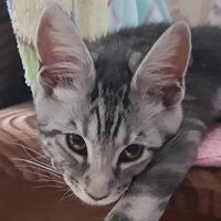 Кот Василий