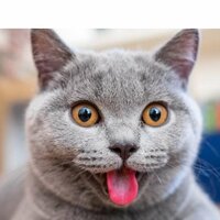 Министрелия