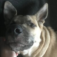 Антон Окунев