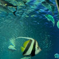 Марина Скрипкина