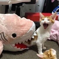 Иванькович Анна