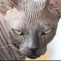 Светлана Котомцева