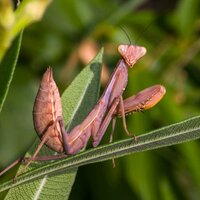 Андрей Силашин
