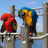 Светлана Голубь