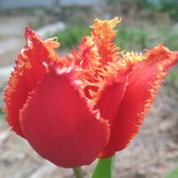 Татьяна Федярина