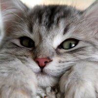 Андрей Чиканов