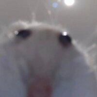 инна василенко