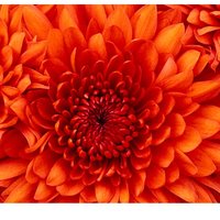 Екатерина Лобанова