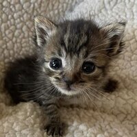 Волчанская Полина