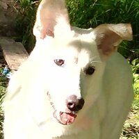 Светлана Романова