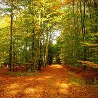 Лариса Миронцова