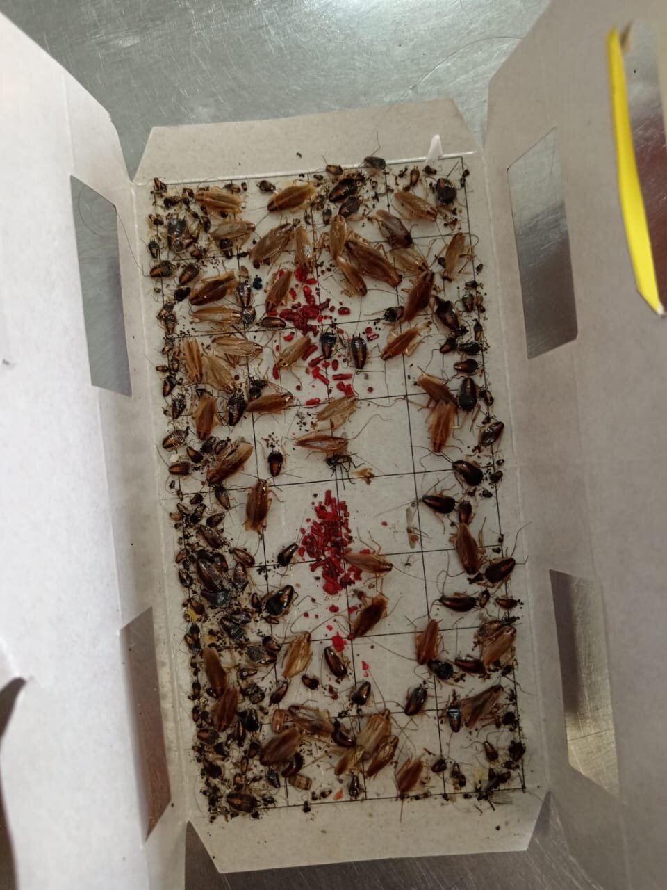 клеевая ловушка от тараканов и муравьев домик, таракан, ловушка для тараканов, средство от тараканов муравьев, таракан в доме