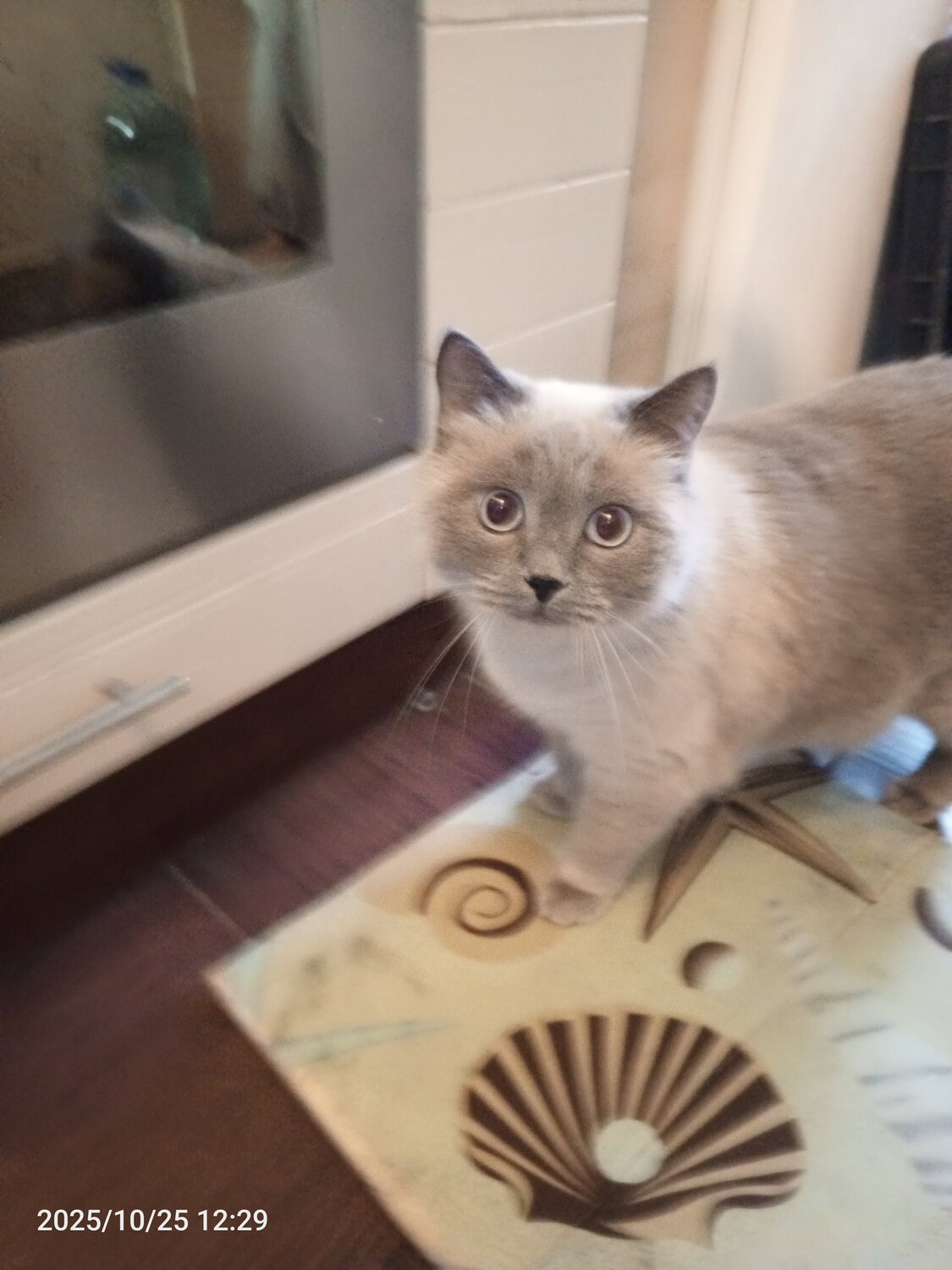 ����������, british shorthair, ����������, ���������������������� ������ ���������� ������������, ������