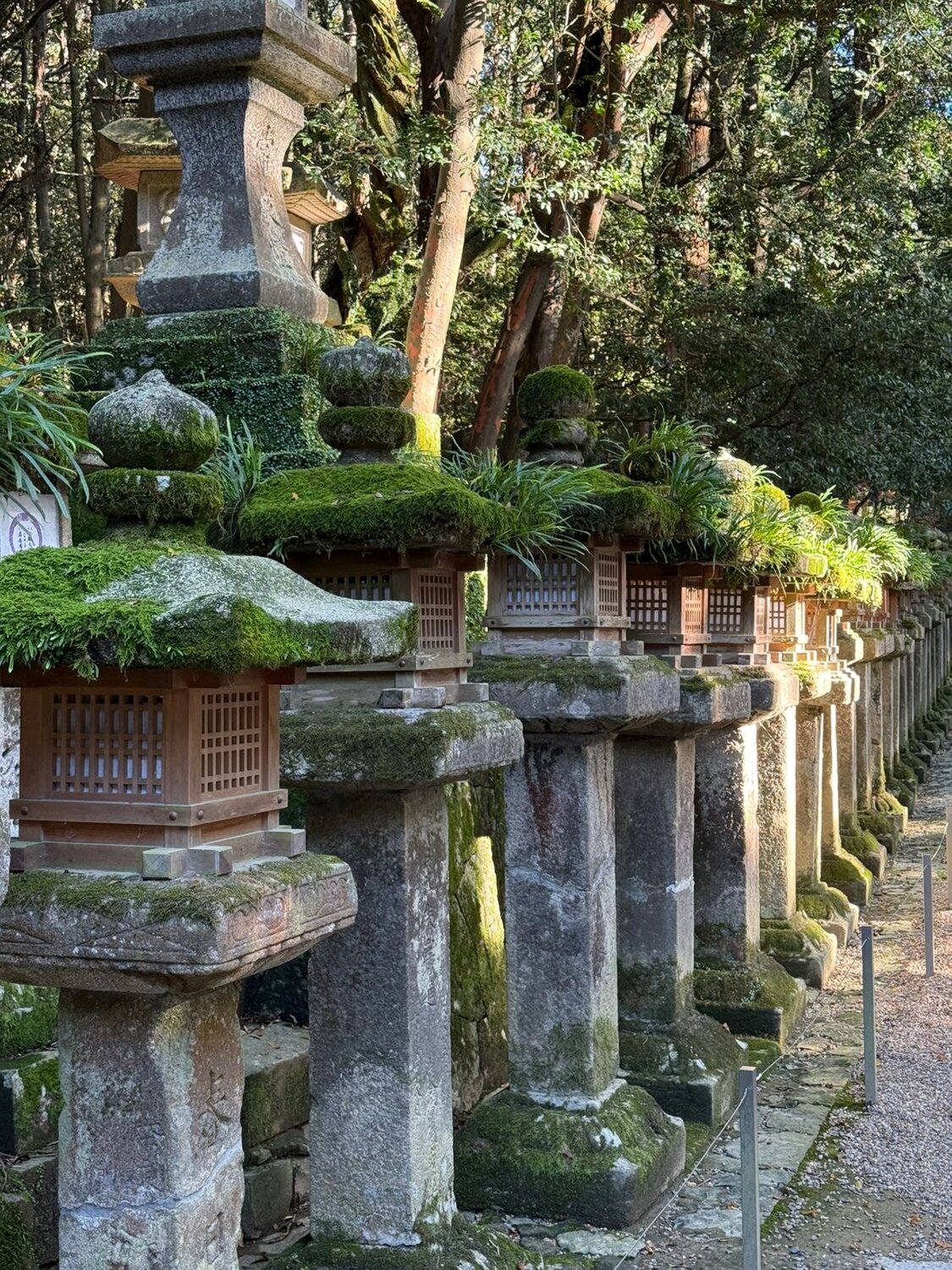 japanischer garten, japanese stone lantern, nara japan, kasuga taisha, kasuga shrine