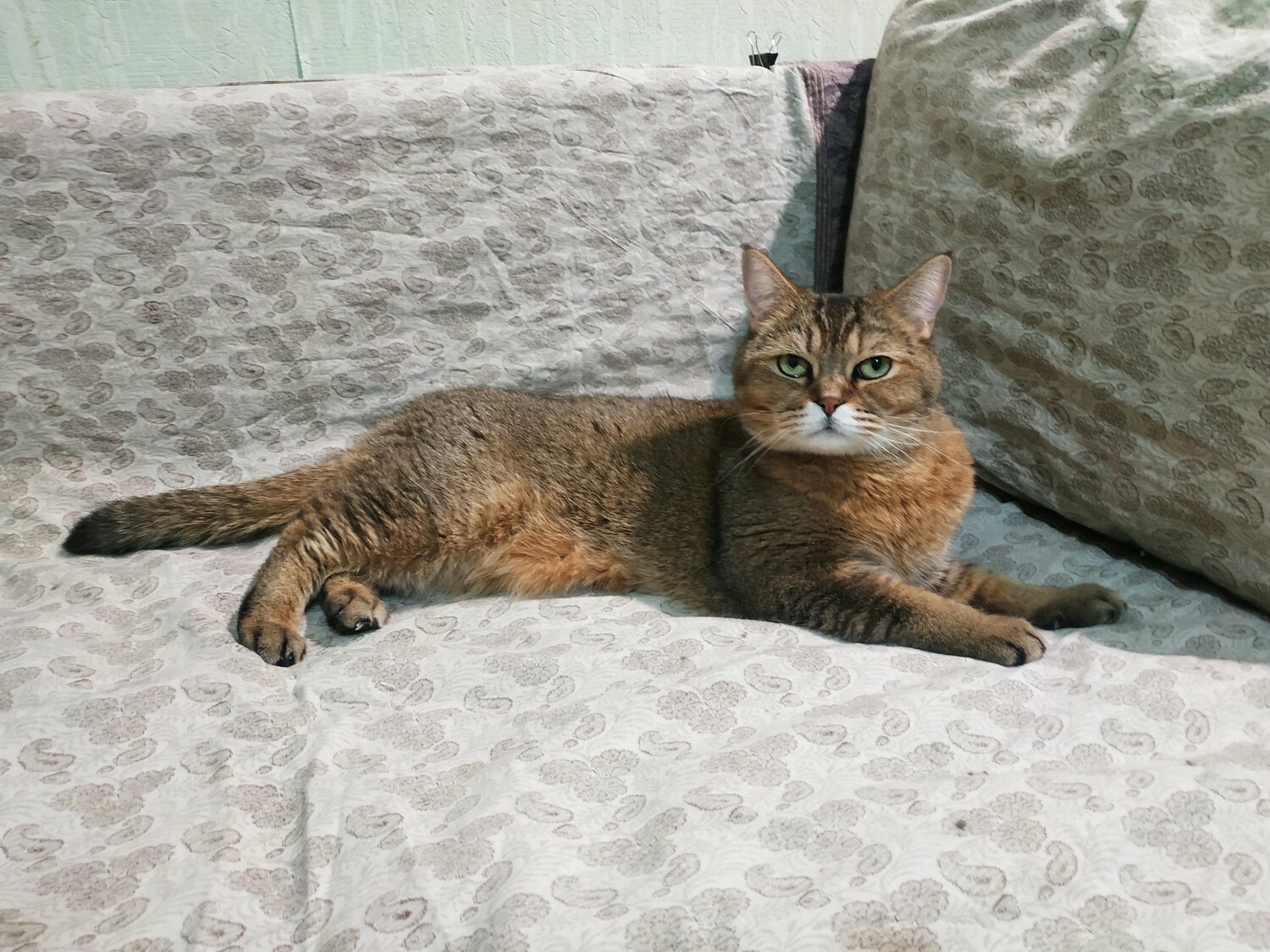 абиссинская порода, абиссинская кошка, кошка, абиссинский кот, шотландская кошка