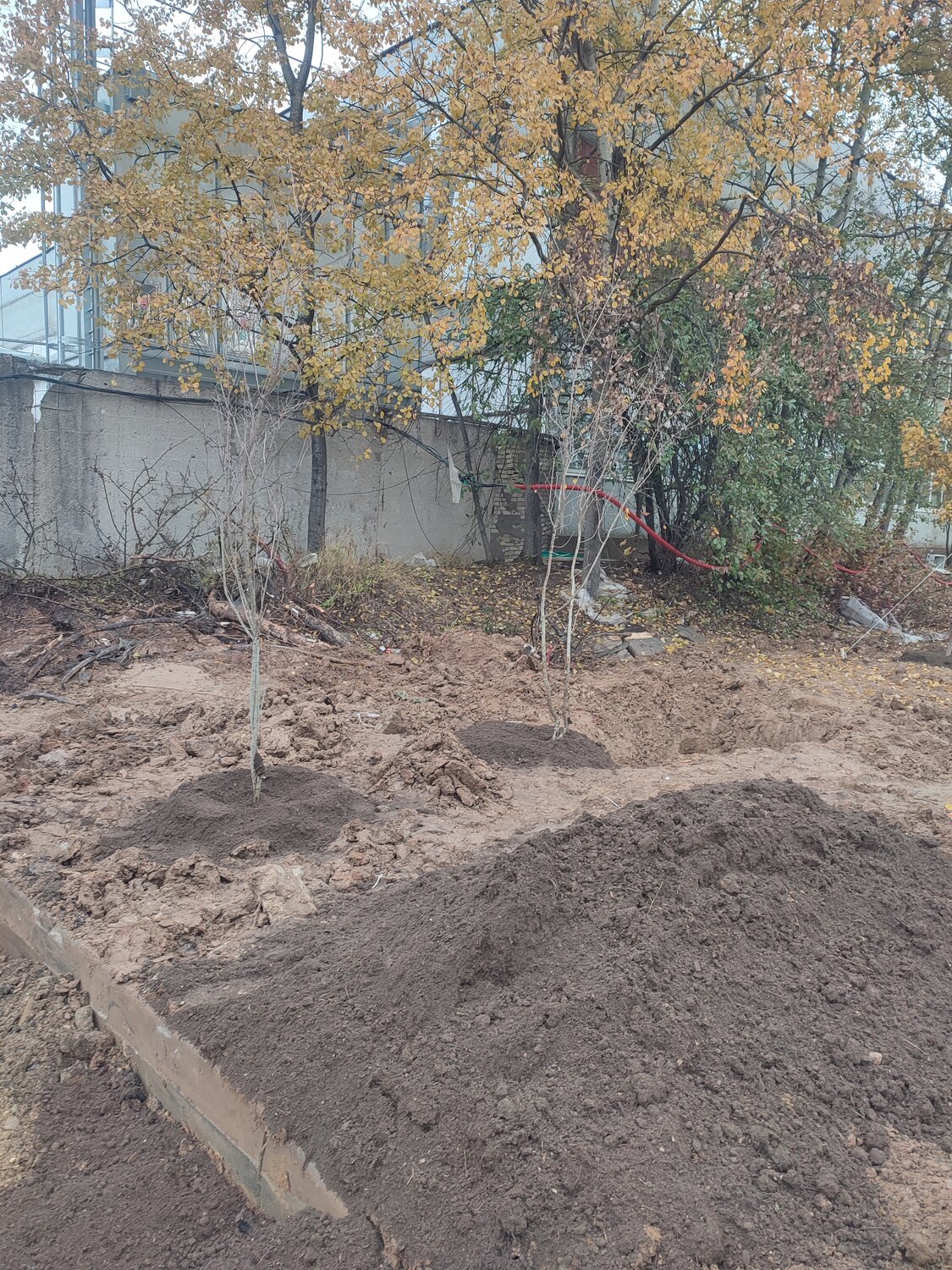 участок, засыпка участка грунтом, отсыпка участка, выравнивание участка, растение